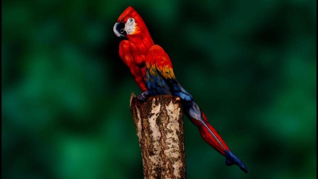 Parrot or woman