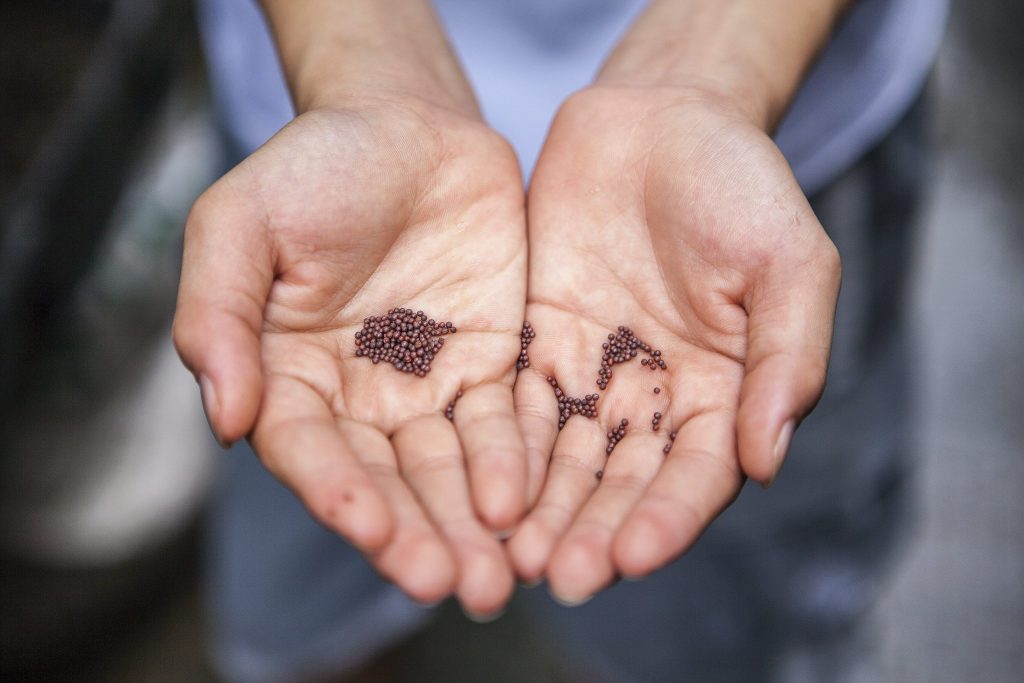 Seeds of growth