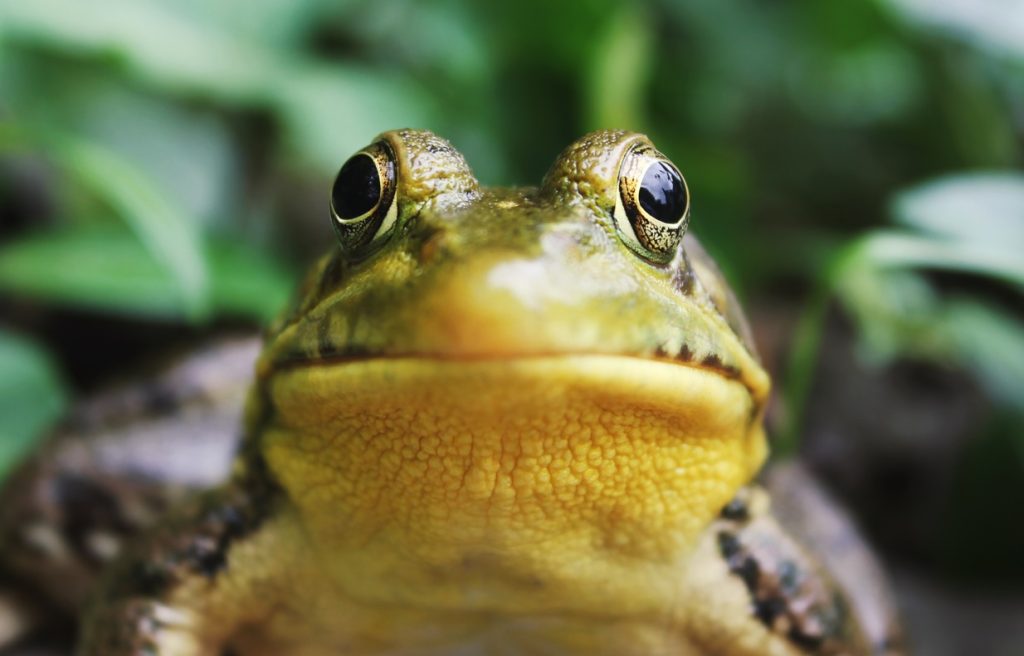 frog