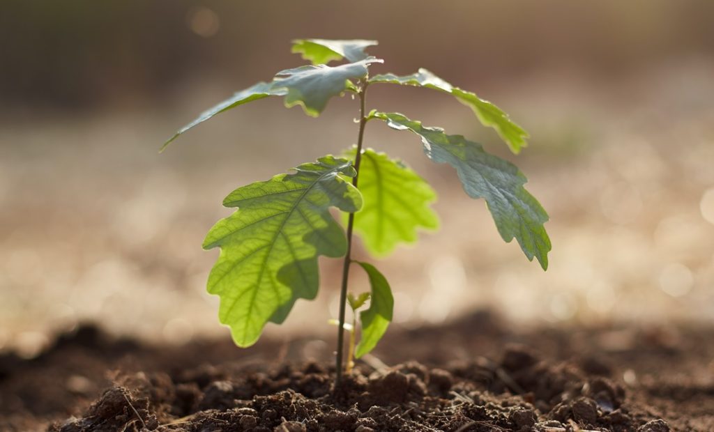 plant an oak today